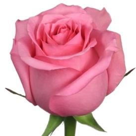 Розовая роза Эквадорская 50см