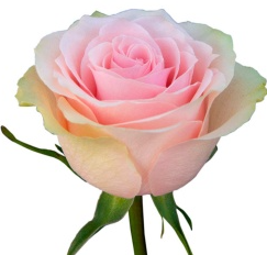 Роза кремово-розовая Эквадорская 50см
