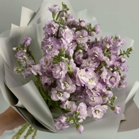 Букет из 7 маттиол