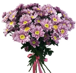 Букет из 5 сиреневых кустовых хризантем