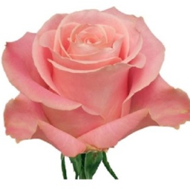 Роза Эквадорская Розово-персиковая 50см