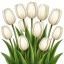 Белые тюльпаны