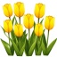 Жёлтые тюльпаны
