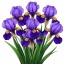 Ирисы