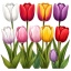 Микс тюльпаны