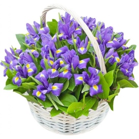 25 ирисов с зеленью в корзине